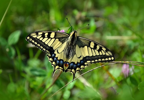 アゲハチョウの種類 黒い色と白が際立つアゲハチョウ アゲハチョウの研究室