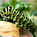 アゲハ蝶の幼虫は山椒を食べる？
