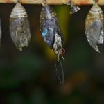 アゲハチョウの越冬中の蛹はどのぐらいの時期に羽化するの？