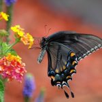 アゲハチョウの黒い種類の蝶を見るとどんな意味がある？