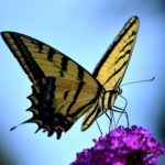 アゲハチョウの成虫はどれくらいの寿命？生態や生息地は？