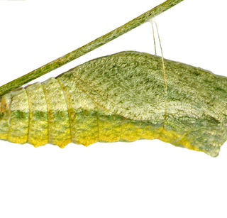 アゲハチョウの蛹が羽化する時間帯や時間 羽化までの期間は アゲハチョウの研究室