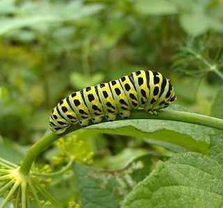 アゲハ蝶の幼虫は山椒を食べる アゲハチョウの研究室